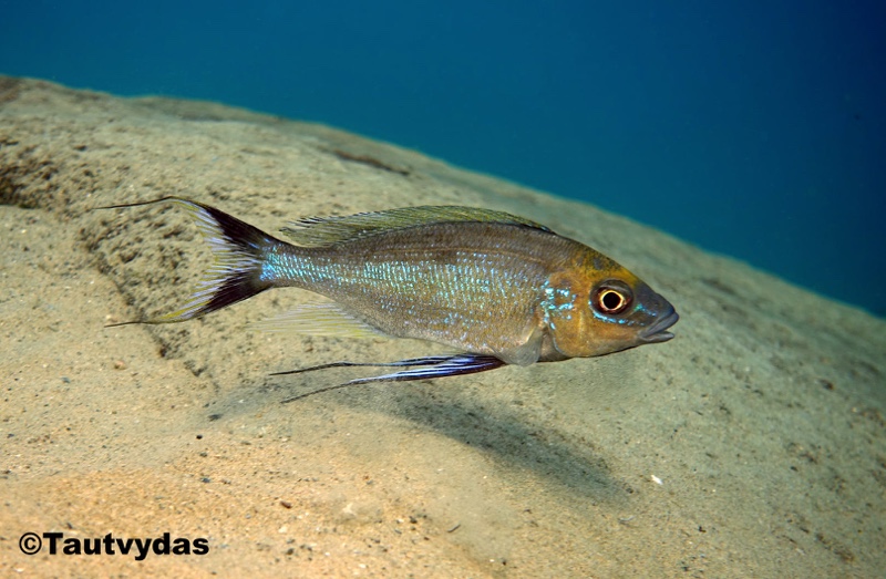 Cyathopharynx furcifer 'Sibwesa'